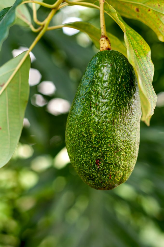 Avocado ancora sulla pianta nei terreni di Nunzio’s Avocado