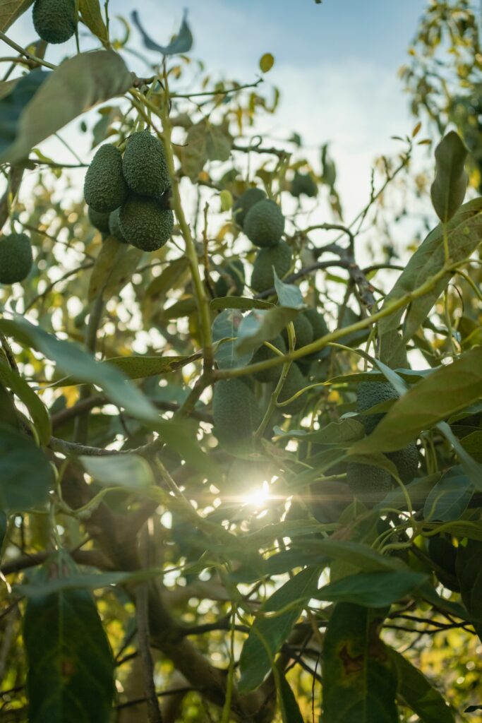 Avocado maturi ancora sulla pianta nei terreni di Nunzio’s Avocado